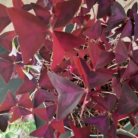 Appartamento Emmi Imielin